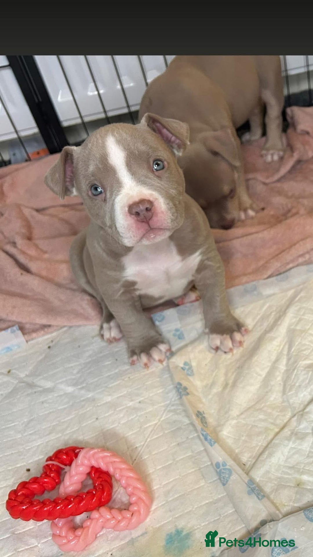American Bulldog dogs for sale: Pocket bully girl  - Advert 11