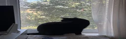 Mixed Breed cats for sale: URGENT - Sweet tuxedo male for sale in London - Advert 3