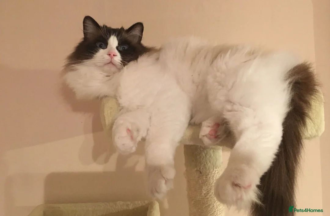 Ragdoll cats for sale: GCCF Ragdoll kittens registered pet Active  - Advert 23