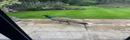 Peafowl poultry for sale: Trio of peafowl  in Shrewsbury - Advert 3