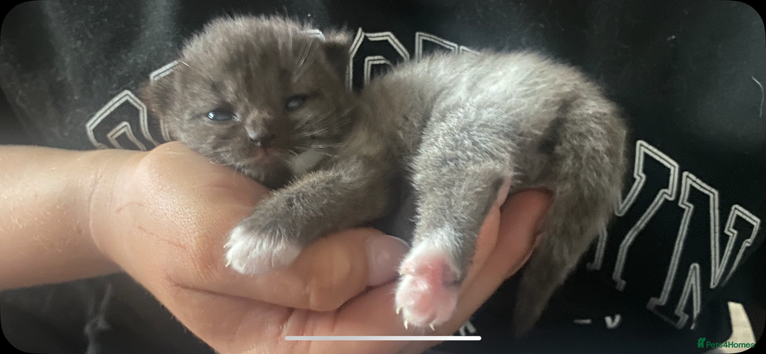 Mixed Breed cats for sale: Ragdoll X kitten for sale  - Image 13