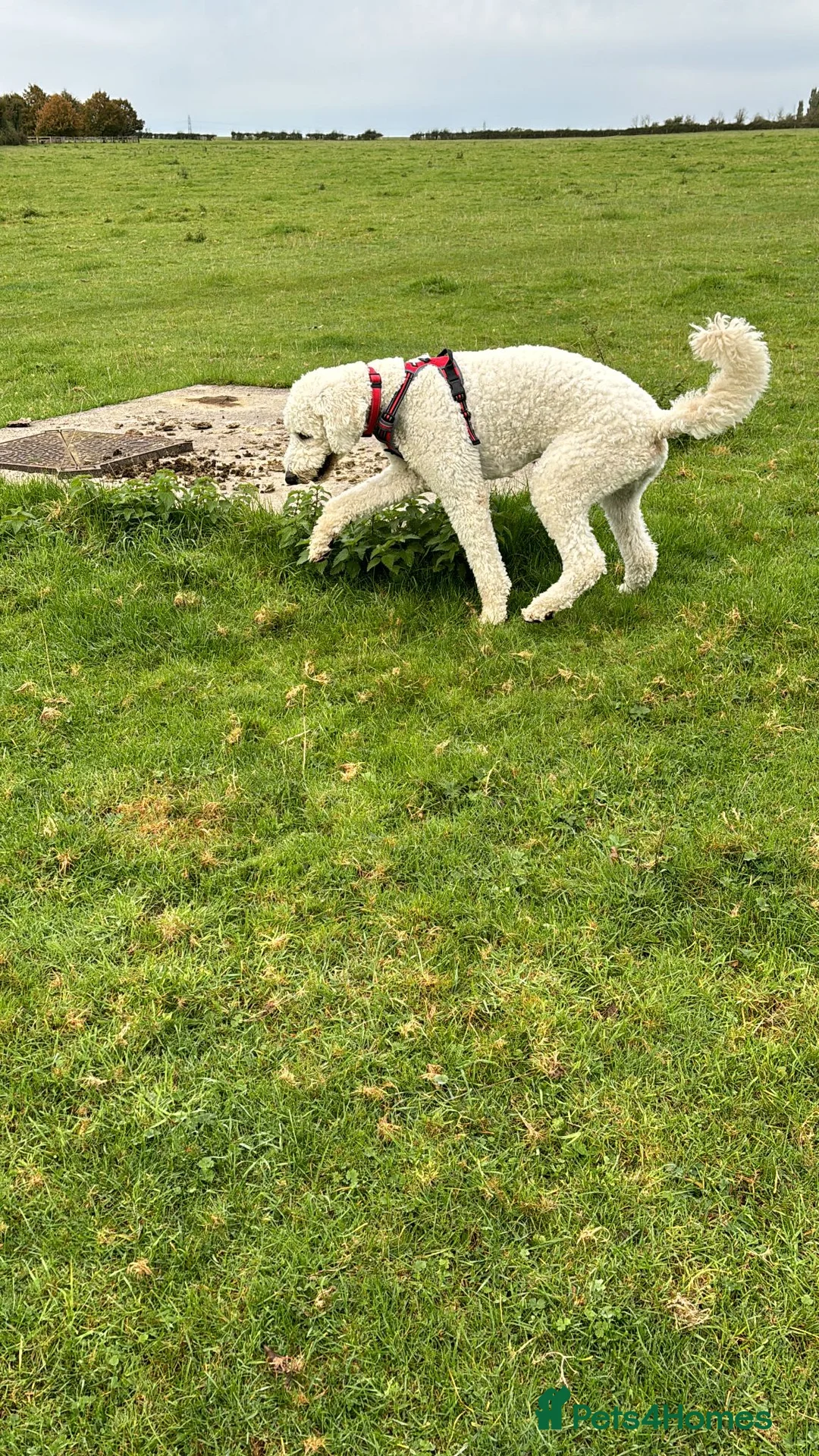 Goldendoodle dogs for sale: 4 YEAR OLD GOLDEN DOODLE in Trowbridge - Advert 2