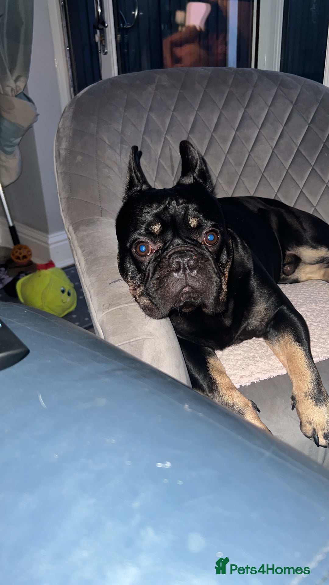French Bulldog dogs for sale: Urgent rehome needed - Image 2