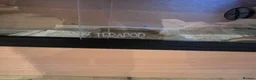 Bearded Dragon reptiles for sale: Baby Bearded Dragon 12 weeks - Advert 6