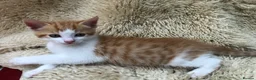 Mixed Breed cats for sale: Gorgeous ginger kittens - Advert 3
