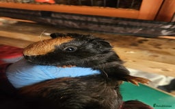 Guinea Pig rodents for sale: 2 Male Baby Guinea Pigs  - Image 1