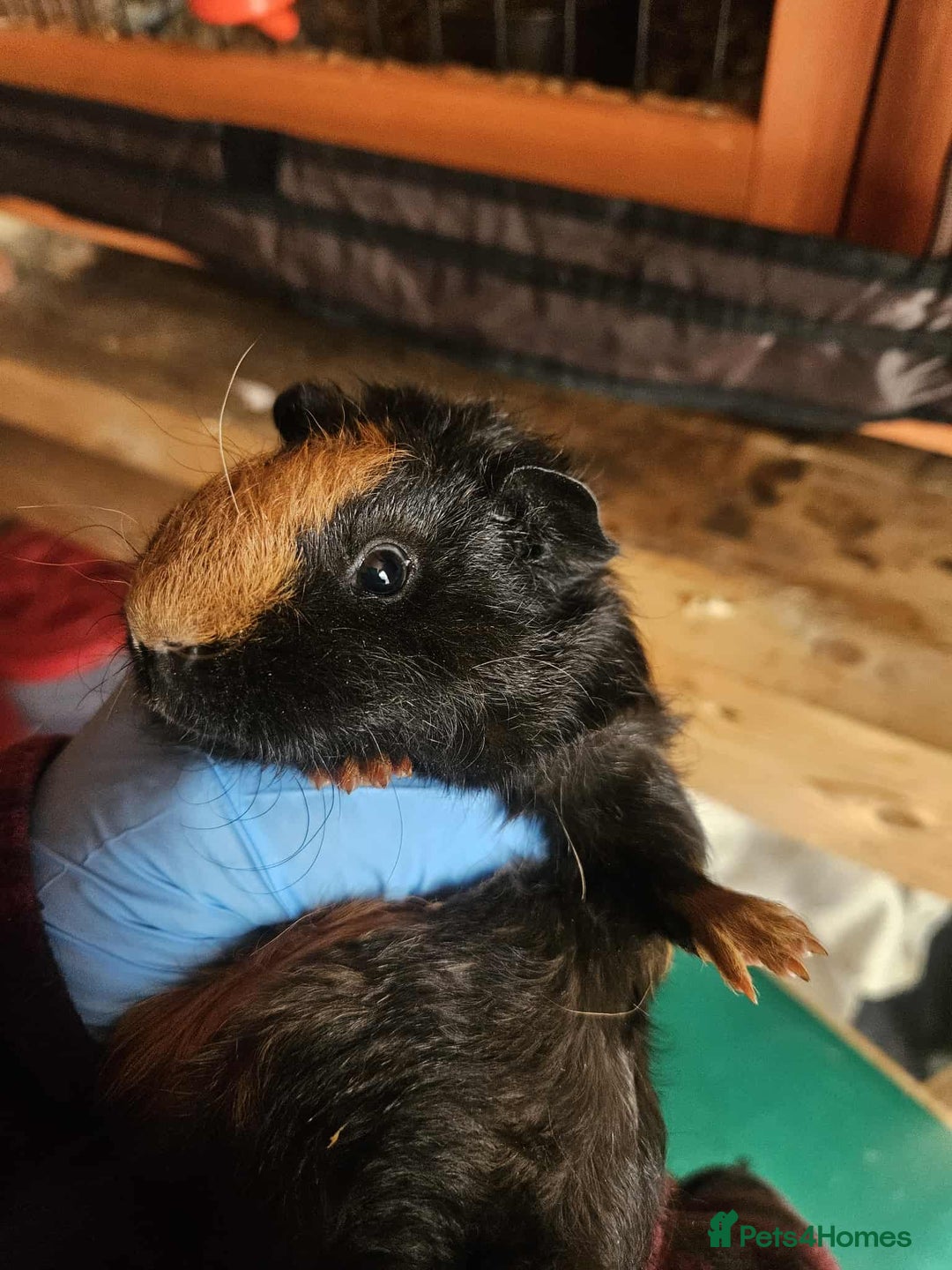 Guinea Pig rodents for sale: 2 Male Baby Guinea Pigs  - Image 1