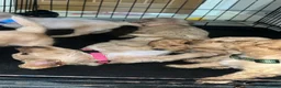 Schnoodle dogs for sale: 7 schnoodle puppies  - Advert 9
