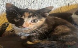 Mixed Breed cats for sale: Kittens ready for their new home now  - Image 4