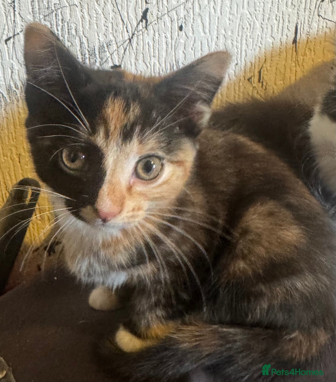 Mixed Breed cats for sale: Kittens ready for their new home now  - Image 4