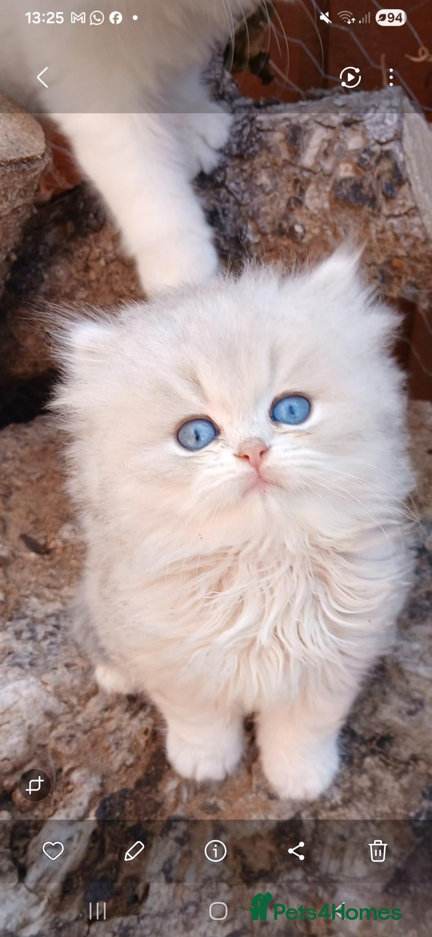 British Shorthair cats Teddy face kitten with extra long hair  - Advert 6