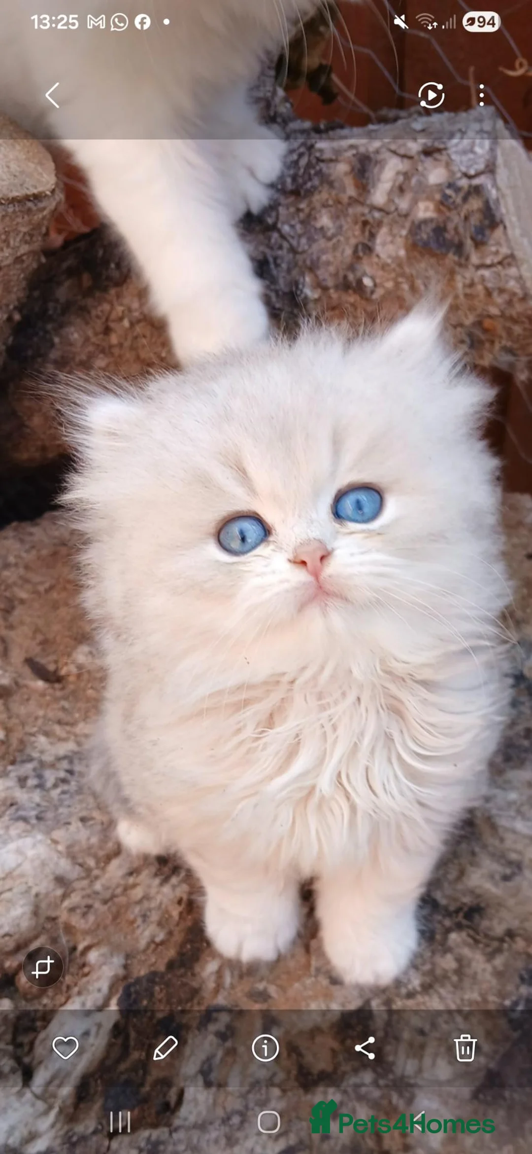 British Shorthair cats for sale: Teddy face kitten with extra long hair  - Advert 1
