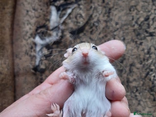 Gerbil rodents - Advert 4