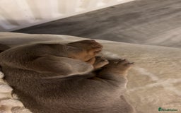 Miniature Dachshund dogs for sale: Isabella & tan Miniature dachshund  - Image 10