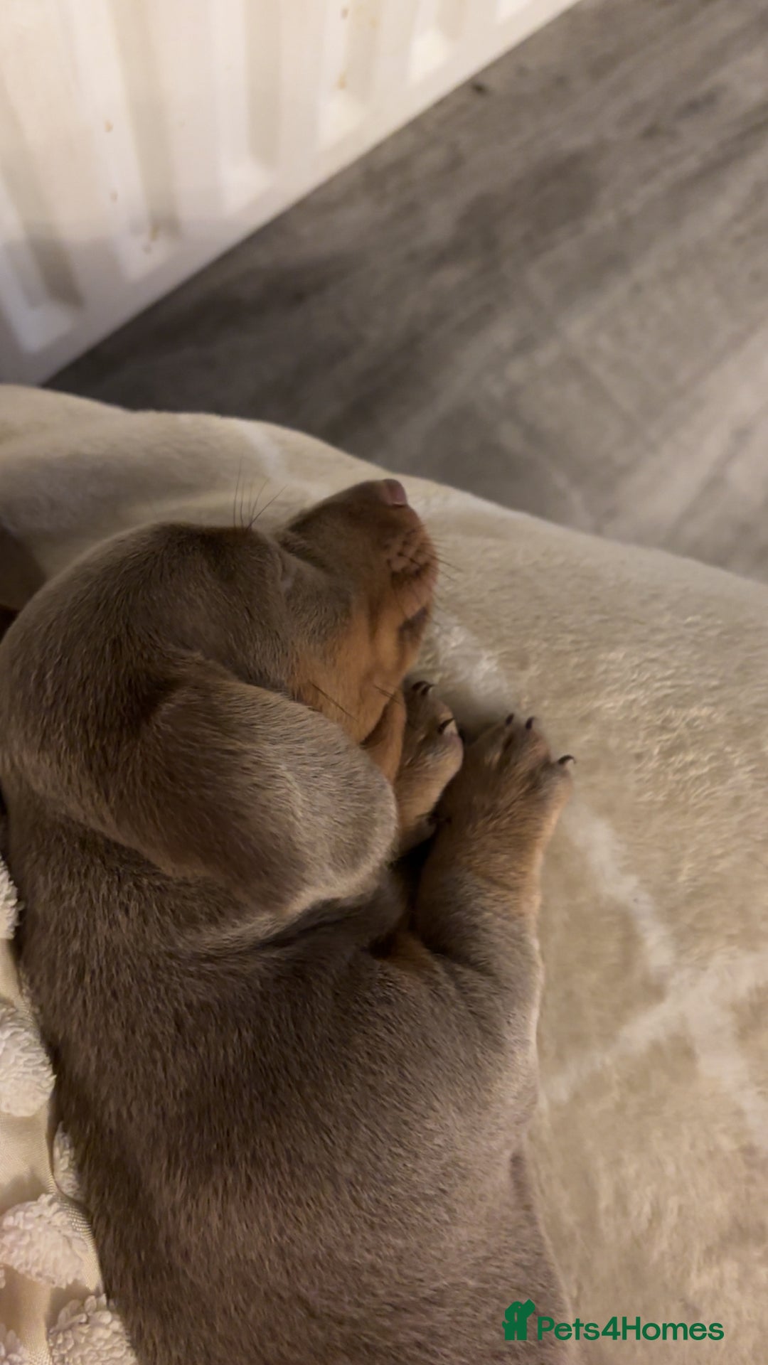 Miniature Dachshund dogs for sale: Isabella & tan Miniature dachshund  - Image 10