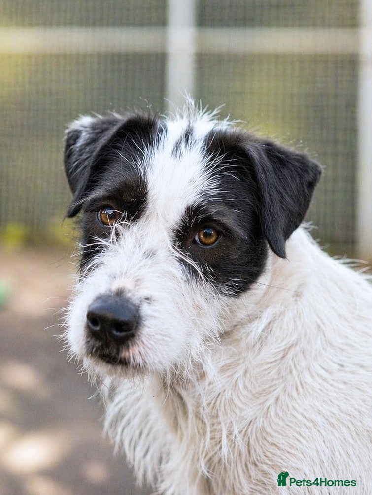 Mixed Breed dogs 🐾 STELLA,URGENT Lovely Girl for a Loving Home 🐾 - Advert 2