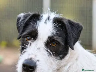 Mixed Breed dogs 🐾 STELLA,URGENT Lovely Girl for a Loving Home 🐾 - Advert 16