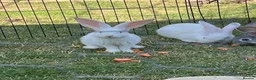 Continental Giant rabbits for sale: Red eyed white Continental Giant babies - Advert 7