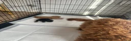 Cockapoo dogs for sale: Beautiful cockapoo pups  - Advert 11
