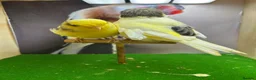 Canaries birds for sale: Pair of gloster canaries  - Advert 3