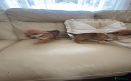 Jug dogs for sale: Mr m Ward  - Image 2