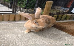 Continental Giant rabbits for sale: Pure Breed Continental Giant Doe  - Image 3