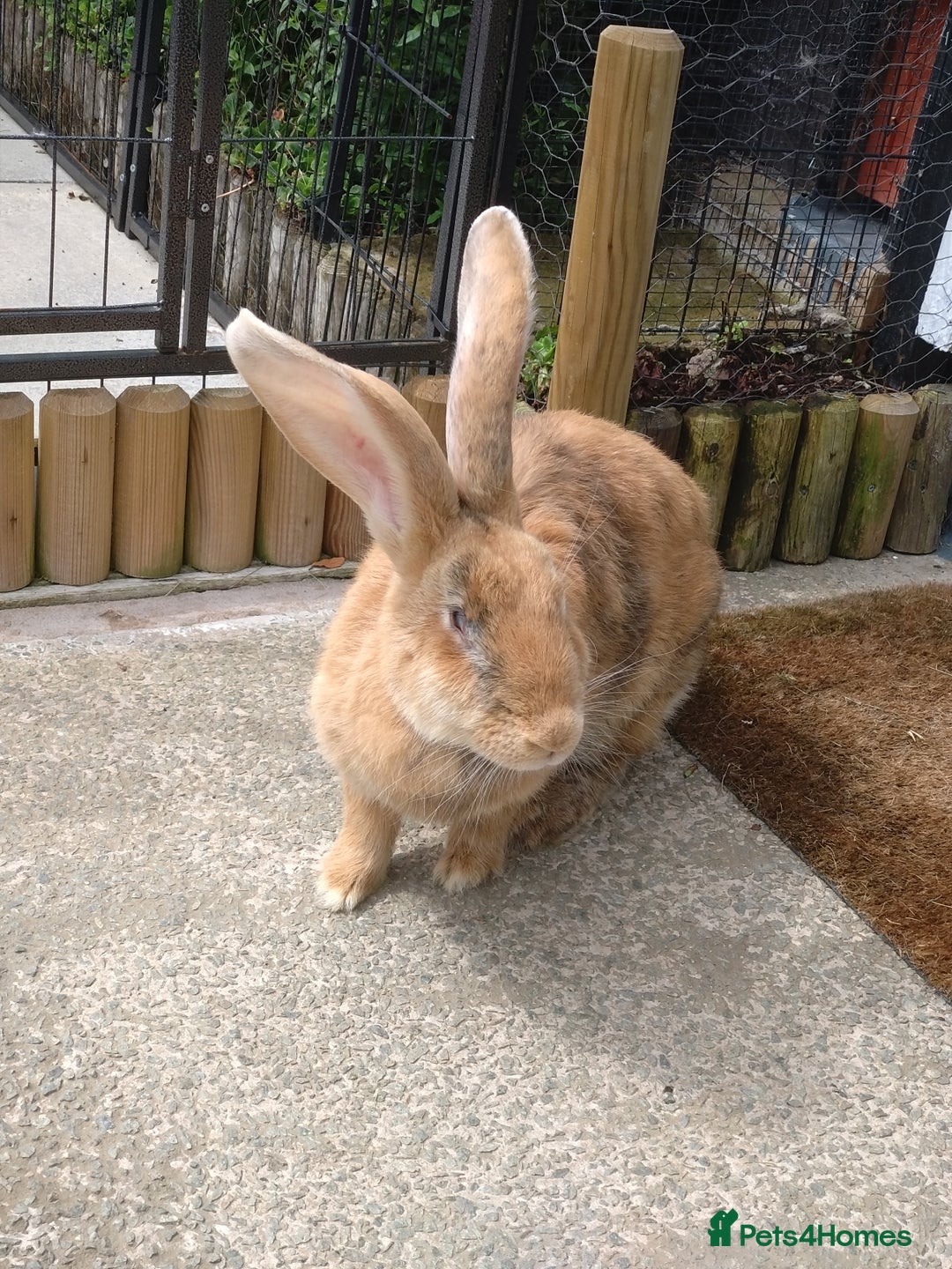 Continental Giant rabbits for sale: Pure Breed Continental Giant Doe  - Image 3