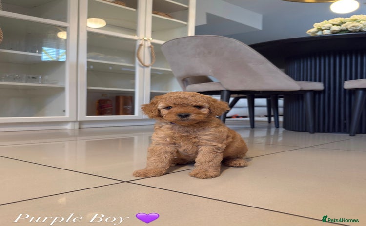 Australian Labradoodle dogs - Advert 1