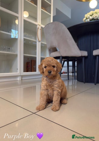Australian Labradoodle dogs - Advert 1