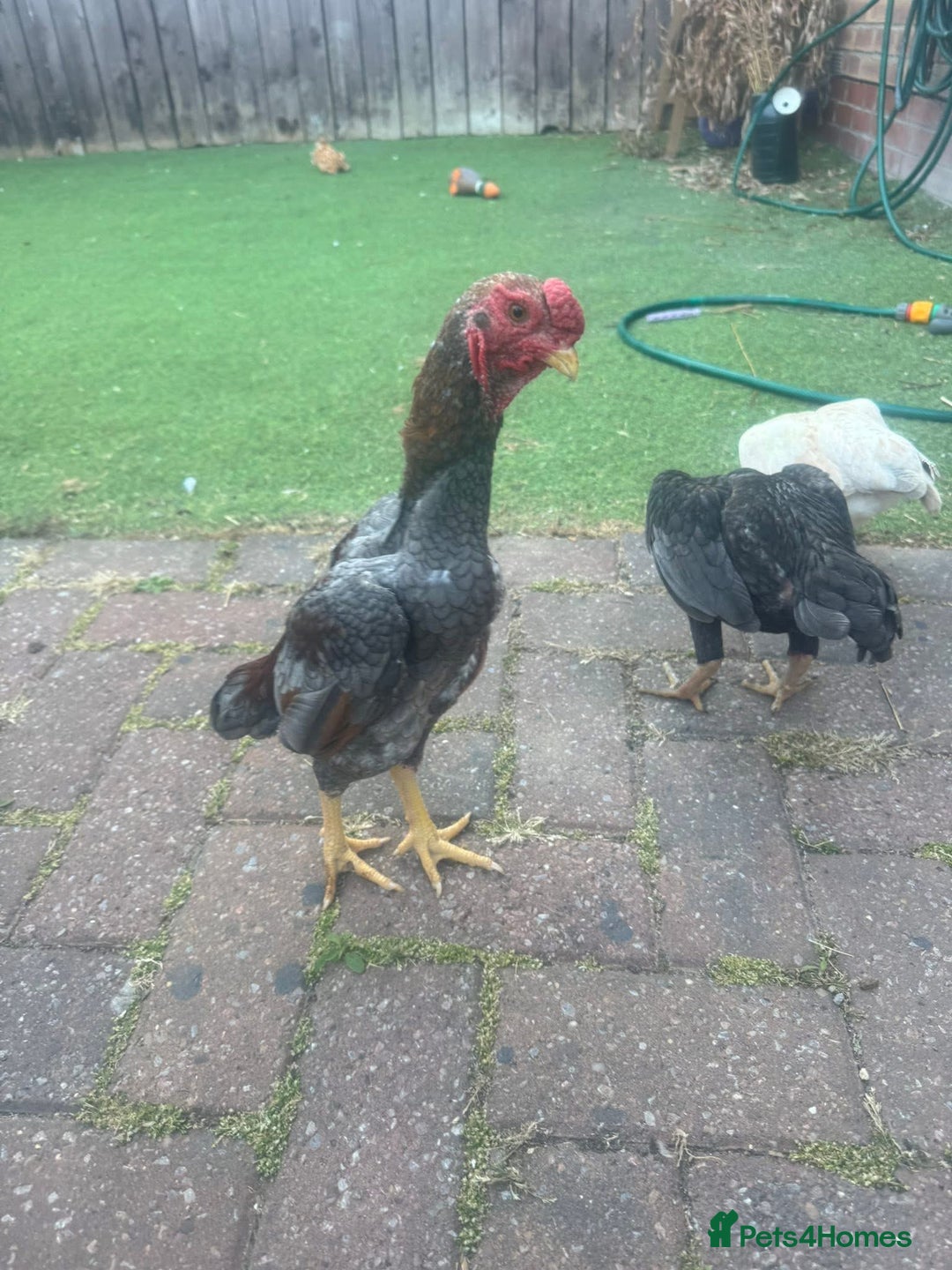 Mixed Breed livestock for sale: Ko shammo  - Advert 3