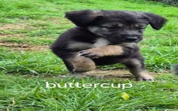 Mixed Breed dogs for sale: Golden Retrievers X Red & White Boarder Collie - Image 2