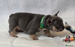 French Bulldog dogs for sale: TOP QUALITY KC REG FRENCHIES AVAILABLE  - Image 16