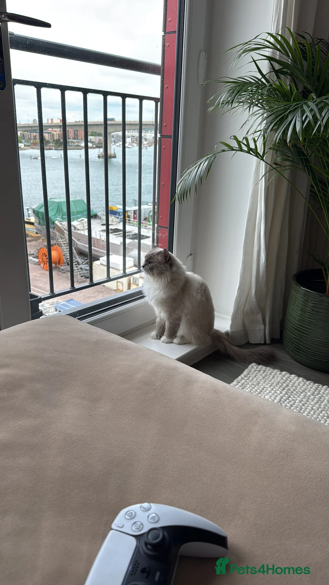 Ragdoll cats for sale: Pure bred adult male Ragdoll - Advert 2