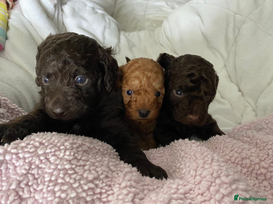 Cockapoo dogs for sale: Adorable cockapoo puppy’s  - Image 1