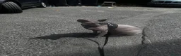 Sphynx cats for sale: TO A LOVING HOME  in Weston-super-Mare - Advert 4