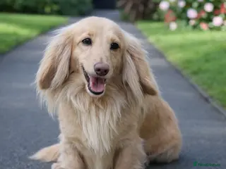 Miniature Dachshund dogs Long Haired Cream, no dilute, Pra Clear, Kc Regg - Advert 11