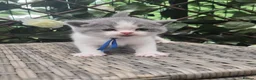 British Shorthair cats for sale: Full british shorthair kittens - Advert 6