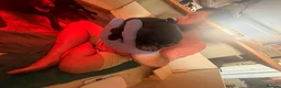 Labrador Retriever dogs for sale: Beautiful litter of Labrador Puppies  - Advert 38