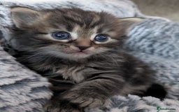 Maine Coon cats for sale: Maincoon - Image 8