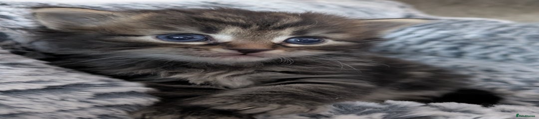 Tabby girl