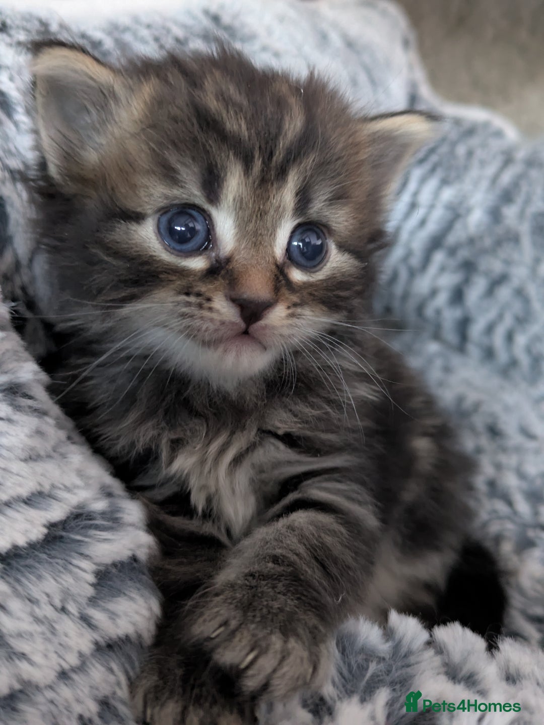 Maine Coon cats for sale: Maincoon - Image 8