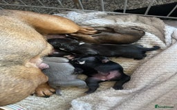 Mixed Breed dogs for sale: French Bulldog X Pocket Bullies for sale  - Image 3