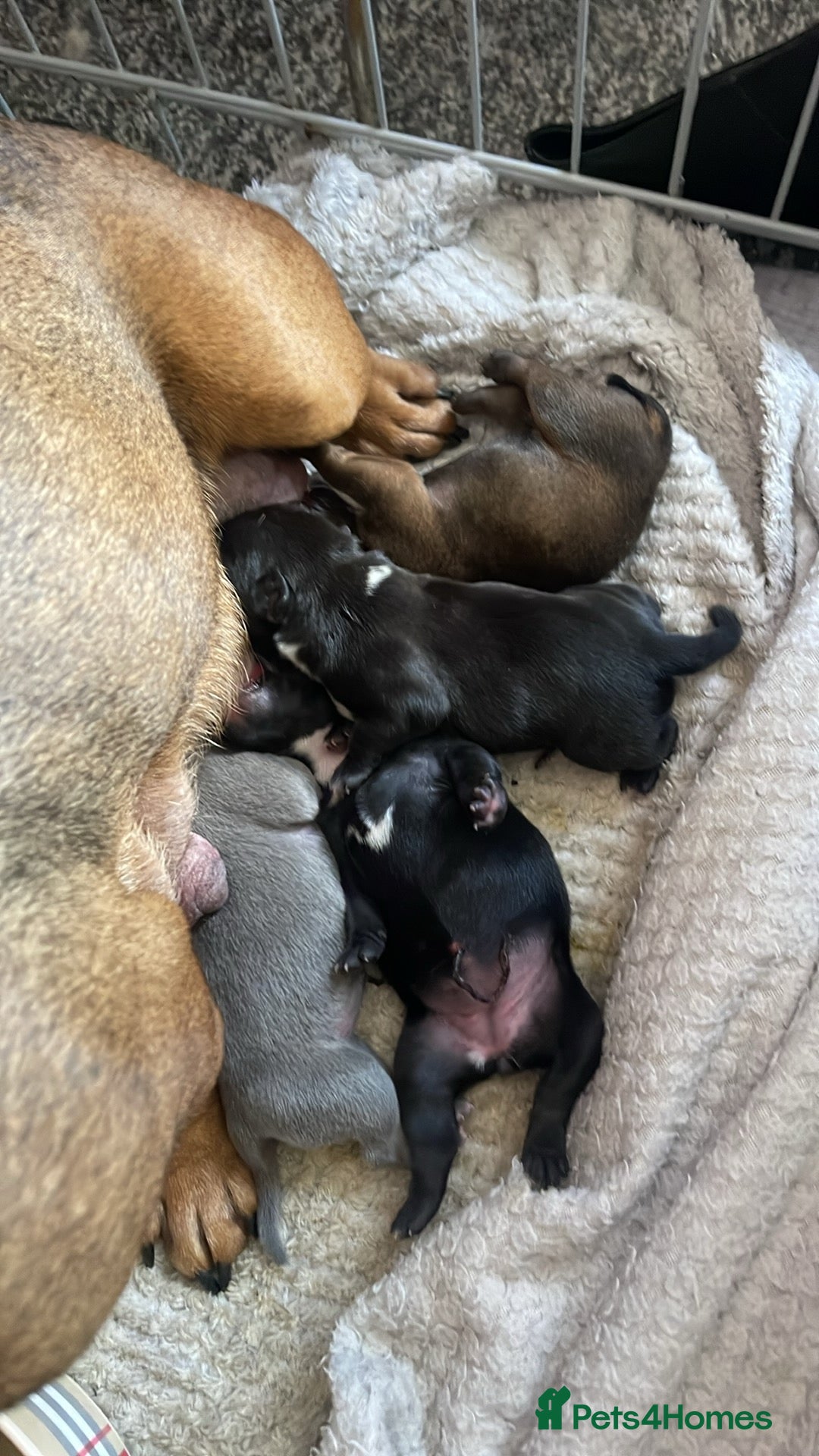 Mixed Breed dogs for sale: French Bulldog X Pocket Bullies for sale  - Image 3
