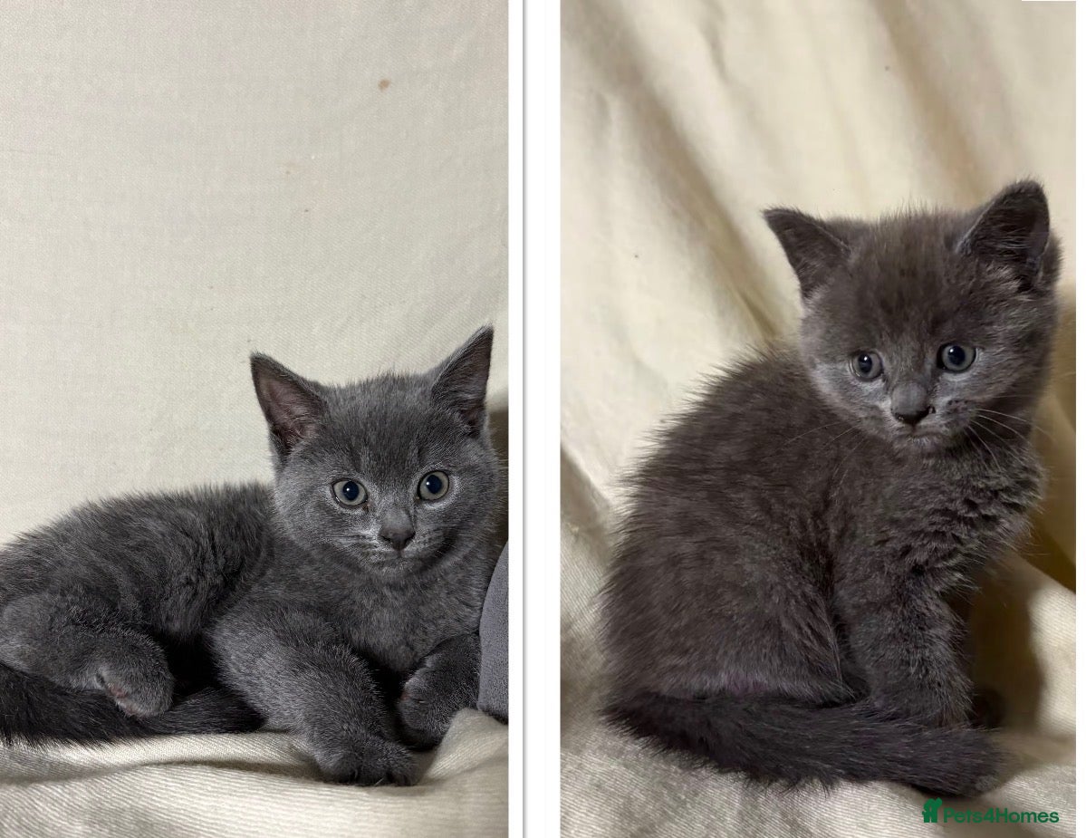 Russian Blue cats 2 Cute Russian blues ready to leave! - Advert 1