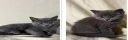 Russian Blue cats for sale: 2 Cute Russian blues ready to leave! - Advert 1