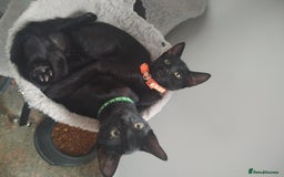 Mixed Breed cats for sale: Kittens  - Image 14