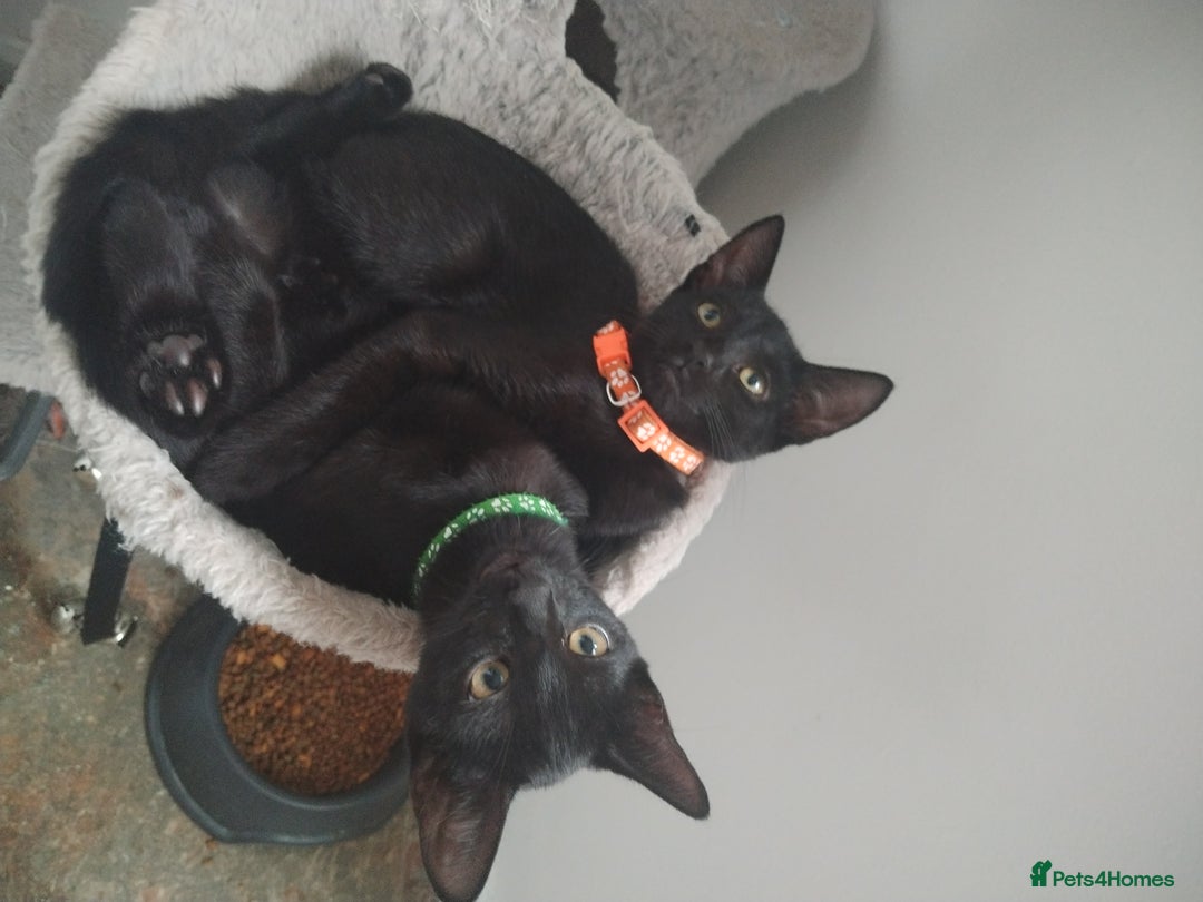 Mixed Breed cats for sale: Kittens  - Image 14