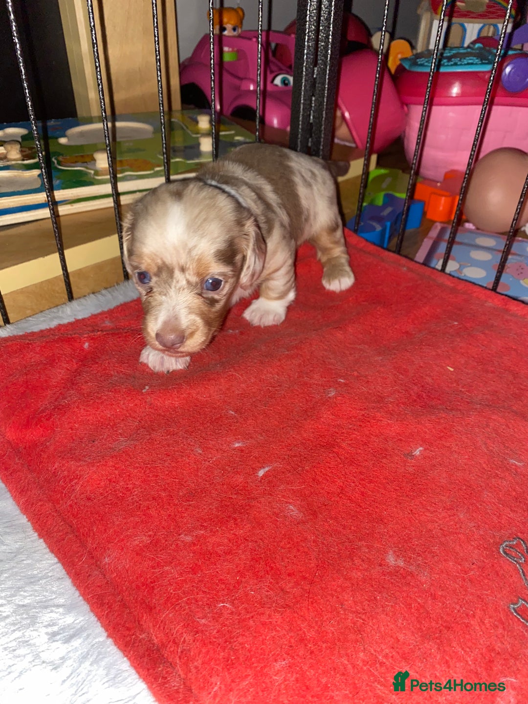 Miniature Dachshund dogs for sale: miniature isabella dapple dachshund  - Image 7