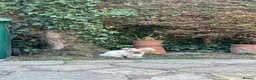 Angora rabbits for sale: Benny the bunny in London - Advert 4