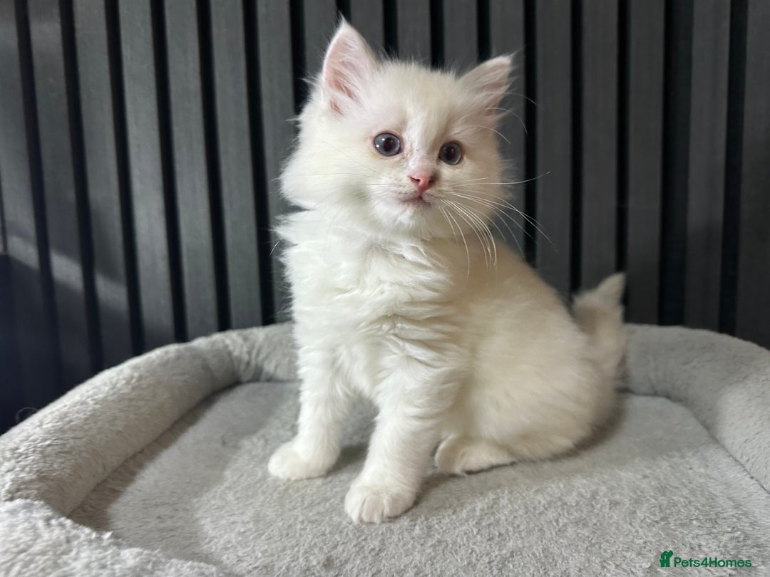 Ragdoll cats for sale: ragdoll kittens - Image 6